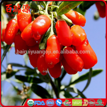 New corp goji berry secada orgainc seca goji berry siyah goji berryies